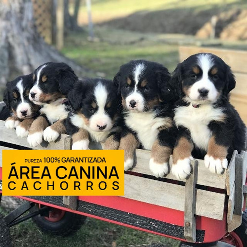 Boyero De Berna Cachorros, Pureza + Genetica Y Porte 100%