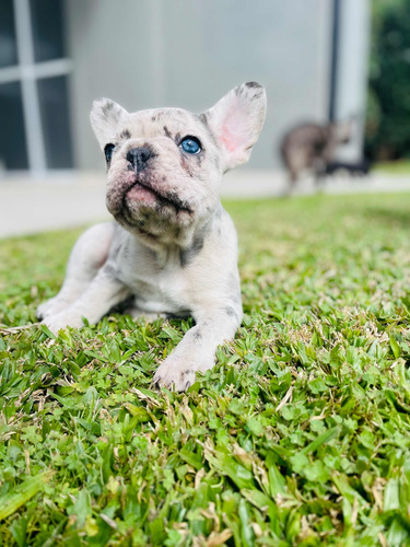 Servicio De Stud Adam| Macho Merle Blue Fawn
