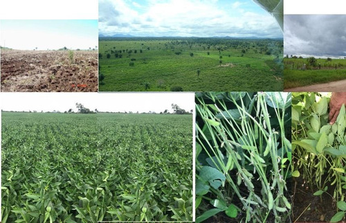 Imagem 9 de 9 de Fazenda Para Venda Em Porto Murtinho, Rural - 12463_1-1196538