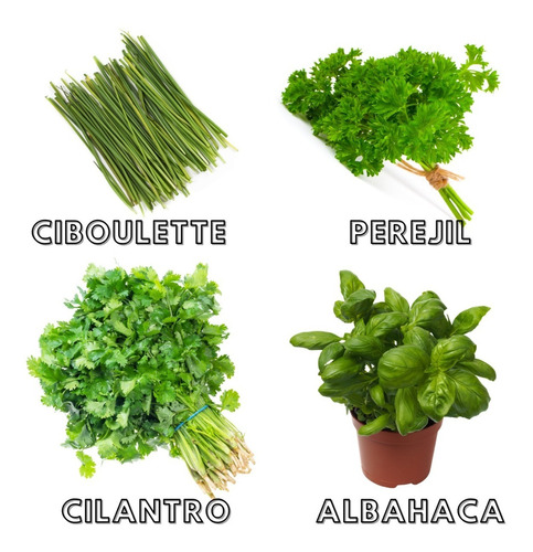 Pack 200 Semillas De Cilantro, Albahaca Y Ciboulette