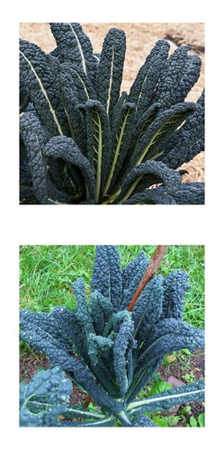 120 Sementes De Couve Nero Di Toscana Kale Cavolo Negra