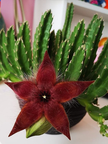 Stapelia Grandiflora Flor Estrella De Mar Cactus Sin Espinas
