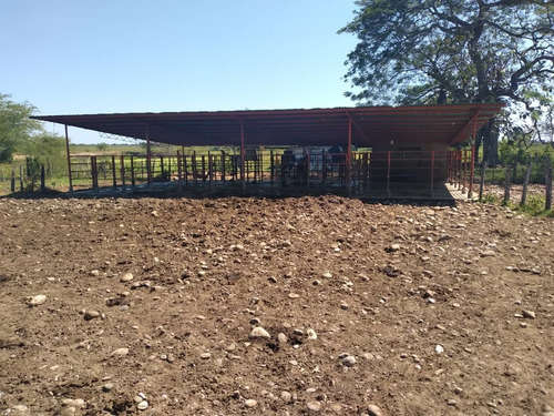 Imagen 11 de 13 de Finca En Barinas Carretera Vieja A 20 Min..de Barinas