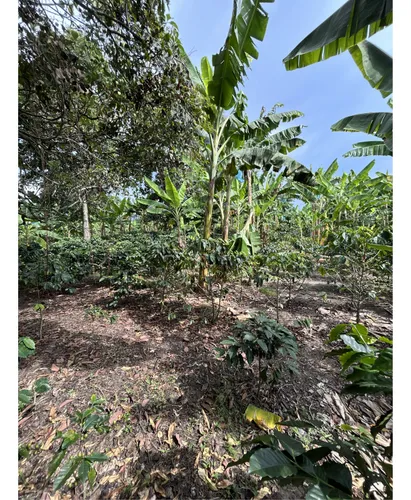 Se Vende Lote En Montenegro - Quindio