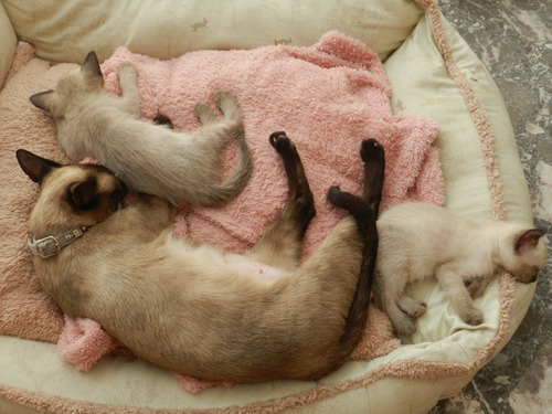 Gatito Siamese Seal Point Puro!!! Hermoso!!!! 2 Meses