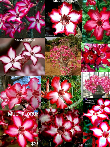 25 Semillas Flor Del Desierto(adenium)multiflorum Importadas