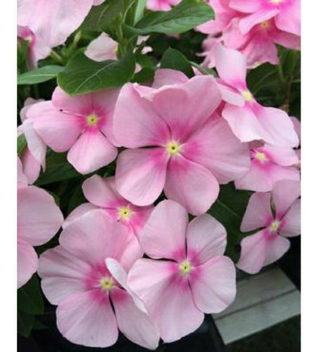 48 Sementes Especiais Vinca De Madagascar Icy Pink.