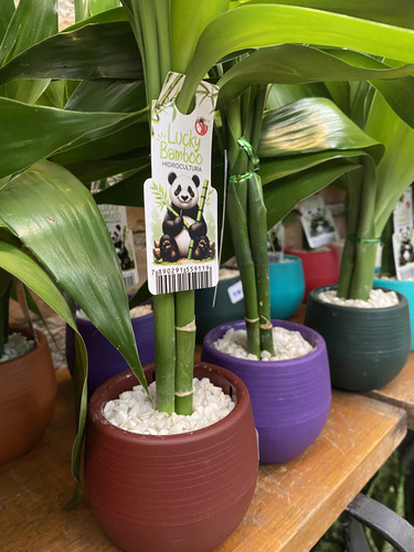 Lucky Bambu Da Sorte Hidrocultura Prosperidade Boa Energia