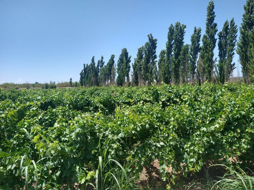 Imagen 4 de 8 de 67,7 Has. En Barrancas, Maipú