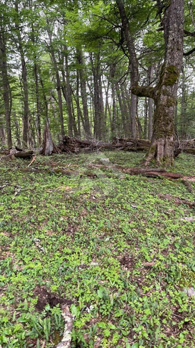 Sitio En Venta En Coihaique