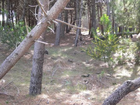 Imagen 2 de 3 de Lote En Venta - Pinamar Norte, Zona Penelope / Ref: 1414