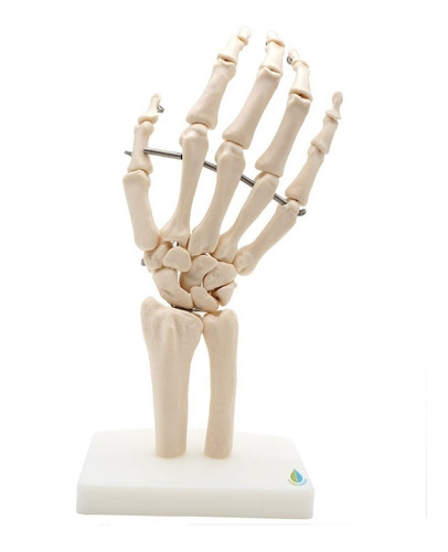 Modelo Funcional Anatomico De Mano Humana