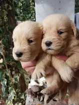 Comprar Golden Bebés Machitos