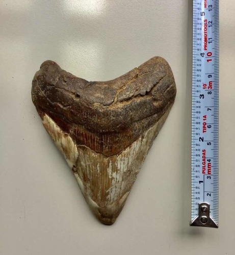 Enorme Diente De Megalodón (tiburón Prehistórico) Fósil Real (Usado)