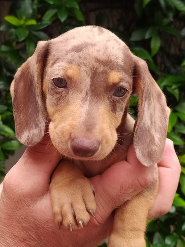 Dachshund Mini Arlequines Chocolate