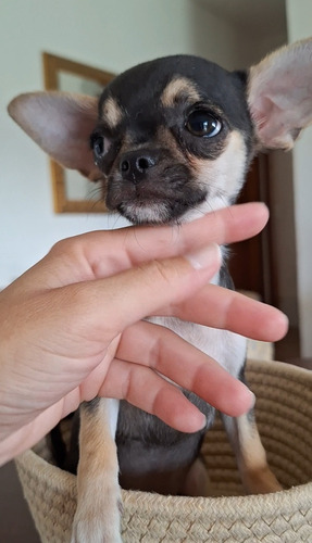 Chihuahua Filhote 