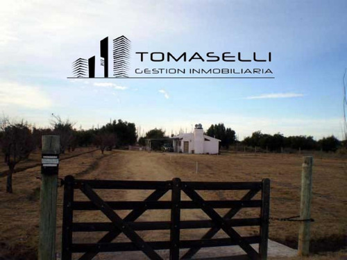 Venta - Chacra Con Casa Y Plantacion- Rama Caida - Mendoza