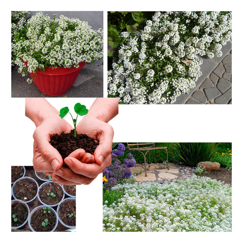 Alyssum Branco Flor De Mel Sementes Flor P/ Mudas