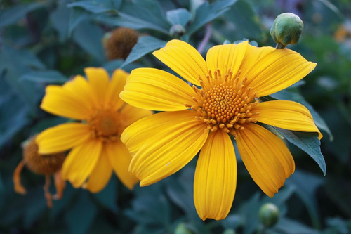Planta Tithonia Diversifolia