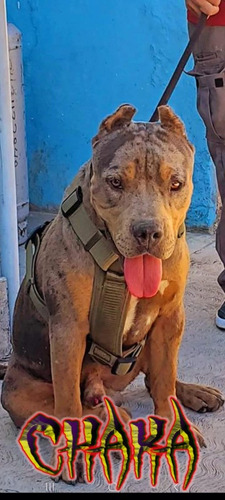 American Bully Xl Merle Para Monta Tengo Sus Papeles Es Abkc