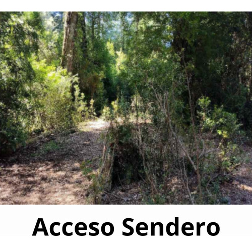 Agrícola Forestal En Venta En Cunco Ideal Proyecto Turistico