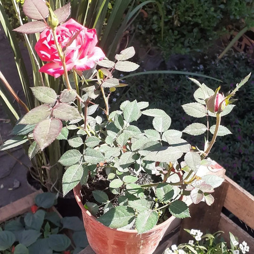 Rosa Rococo, Rosal Arbustivo M14
