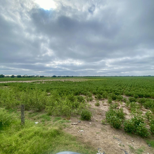 Campo - San Nicolas De Los Arroyos