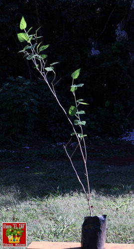 Planta Mora Rubus Ulmifolius 1 Año 60 Cm Envio Gratis