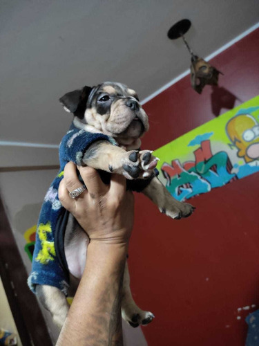 Imagen 3 de 5 de Exótic Bully Merle Cachorros