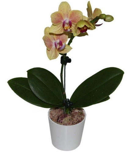 Dia Da Mulher 15 Mini Orquidea Phalaenopsis Natural Pt 6 | Frete grátis