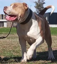 Comprar Pit Monster Cachorros Puros Pitbull Bully Xl