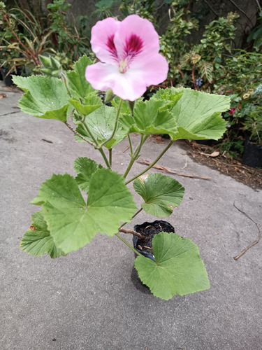 Geranios Rosados En Flor . Natural. Foto Real