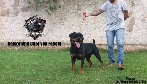 Filhotes De Rottweiler - Linhagem De Campeões (fêmeas)