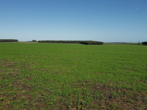 Imagen 6 de 21 de Terreno Campo En Venta Ubicado En Montevideo, Montevideo