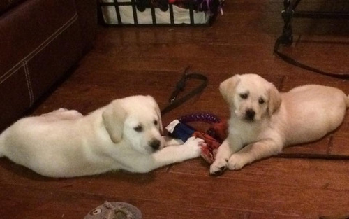 Imagen 9 de 10 de Labrador Cachorros