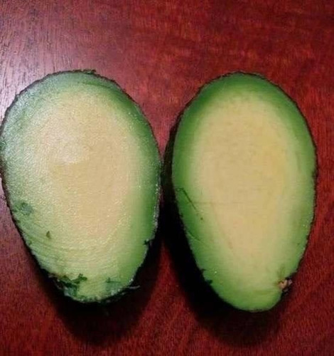 Aguacate Sin Semilla Injerto Prod. 6 Meses Sabor  Unico