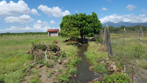 Vendo 5 Mil Tareas De Aguacate En Ocoa En 9 Milloned Us