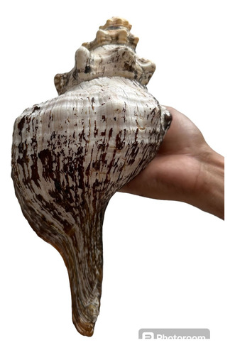 Caracol Trompeta Para Soplar.