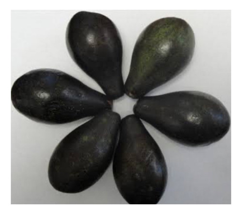 Aguacate Negro Orgánico 20 Kg En Caja Envasado