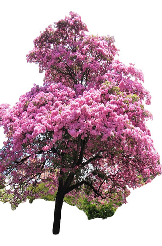 Arbol Guayacan Rosa Y Arbol De Jupiter Diamonds In The Dark 