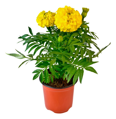 Planta Marigold Africano