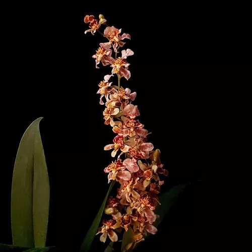Orquídea Oncidium Twinkle Carijó ! Planta Adulta !