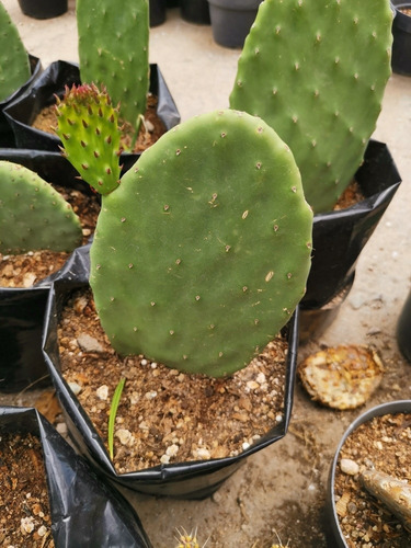 Nopal De Castilla El Comestibleopuntia Ficus Indica (Usado)