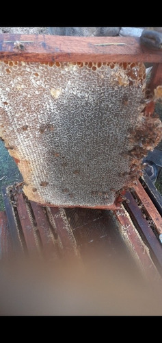 Imagen 10 de 10 de Miel Pura 100% De 30kg. Ventas Por Mayor Y Menor.