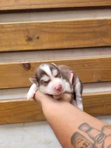 Comprar Husky Siberiano Con Pedrigee