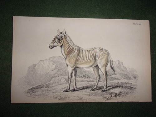 Caballo Hippotigris Isabellinus Grabado De 1833