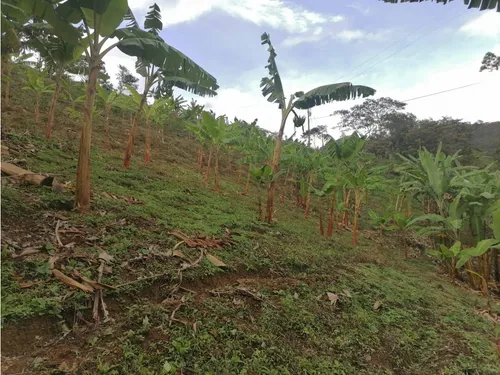 Se Vende Finca En Pijao - Quindío