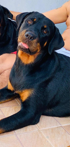 Imagem 3 de 5 de Filhotes De Rottweiler