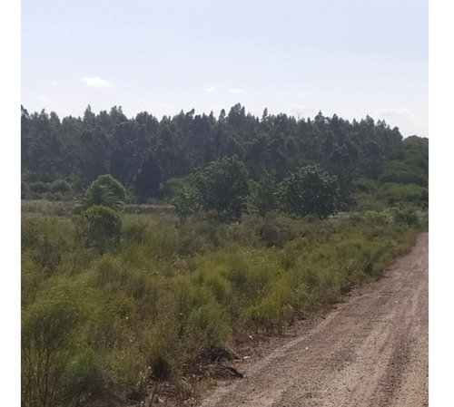 Vendo Campo De 12 Has Forestado Muy Cerca De La Ciudad Consulte Y Coordine Una Visita!!!!!!!