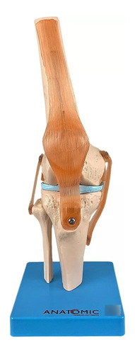 Modelo Anatômico Articulação Joelho Com Ligamentos Anatomic